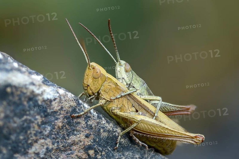 Acrididae, Caelifera, Chorthippus dorsatus, field locusts, gomphocerinae, short-feeler, steppe grasshopper, meadow grasshopper, grasshopper, grasshoppers, insects, male, couple, female