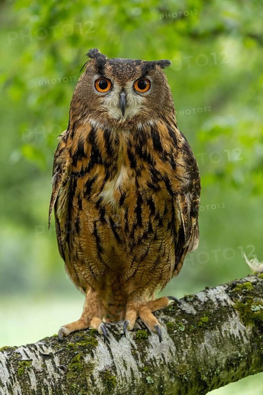 An eagle owl sits still and alert on a branch in a green woodland landscape, an eagle owl (Bubo bubo) sits alert on a tree trunk at the edge of the forest, Šumava, Czech Republic
