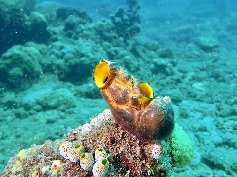Yellow sea squirt, golden sea squirt (Polycarpa aurata), on a tropical reef, Prapat dive site, Penyapangan, Bali, Indonesia