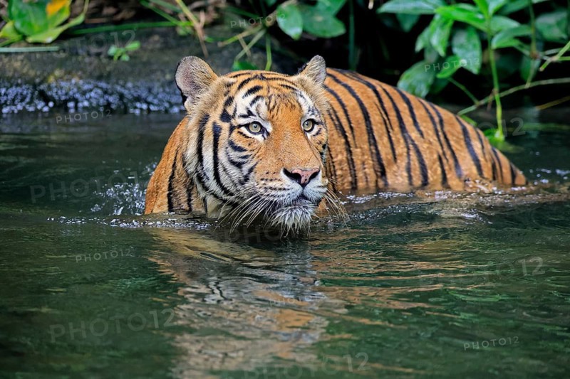 Malaysia tiger (Panthera tigris jacksoni), adult, in water, alert, Malaysia, Southeast Asia
