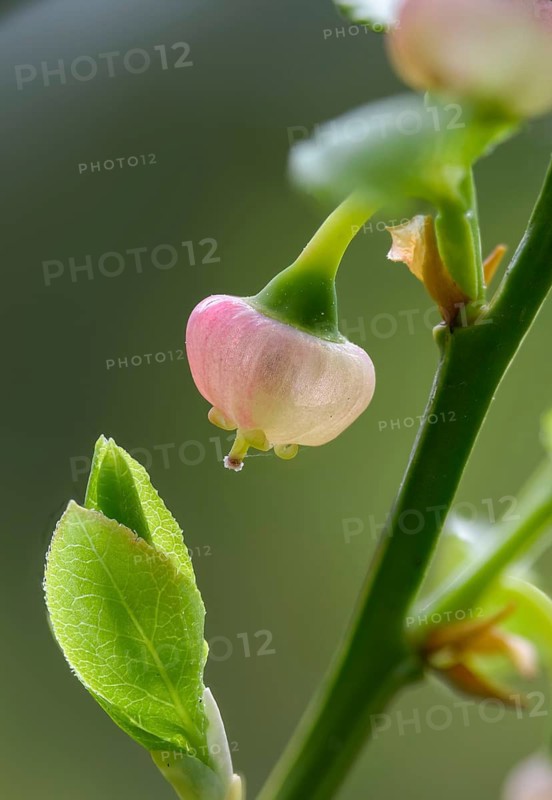 Bickberry, blueberry, ericaceae, European blueberry, heather family, blueberry, mollberry, blackberry, vaccinium myrtillus, wild berry, tickberry, blue whortleberry, common bilberry, flora, high size, portrait format, plants, plants