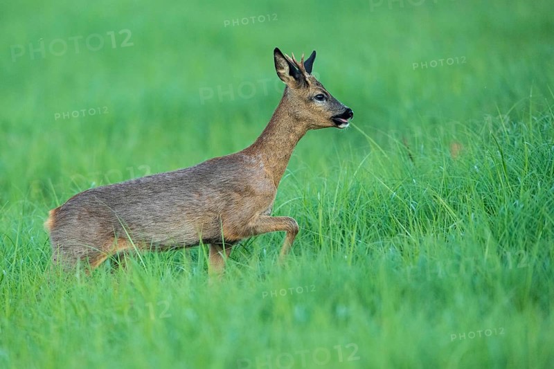 Roe deer (Capreolus capreolus) in Lauf, Vechta, Lower Saxony, Germany