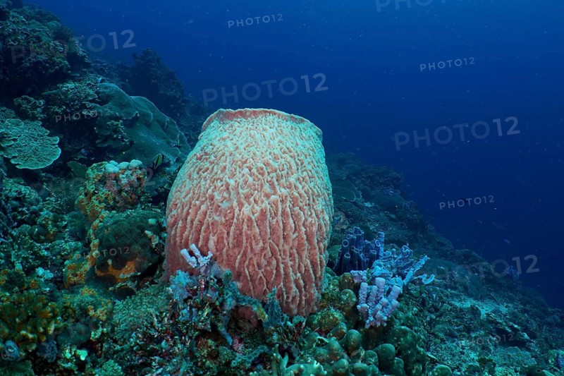 A large barrel sponge (Xestospongia testudinaria) stands in a coral reef at the SD dive site, Nusa Ceningan, Nusa Penida, Bali, Indonesia