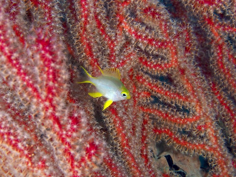 A small fish, a juvenile Golden damselfish (Amblyglyphidodon aureus), glides against a backdrop of bright red coral branches with white polyps, at the Sweet Reef dive site, Penyapangan, Bali, Indonesia