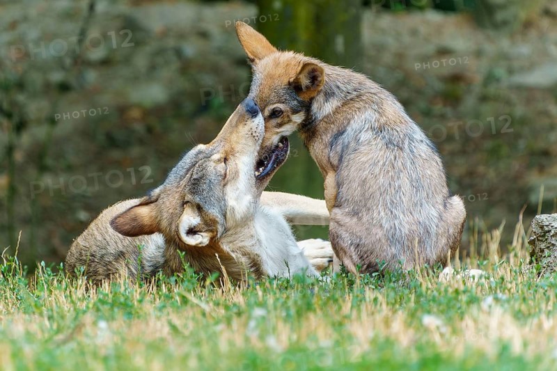 Timberwolf, wolf, American wolf (Canis lupus lycaon), Germany, wolves at play display affectionate and social behaviour in their natural habitat
