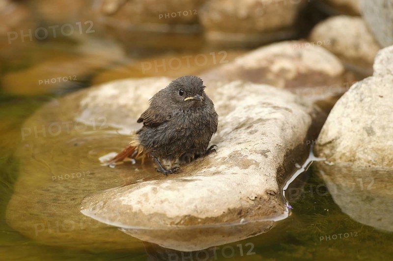 Black Redstart (Phoenicurus ochruros) – a fledgling bathing in a garden pond, Allgäu, Bavaria, Germany