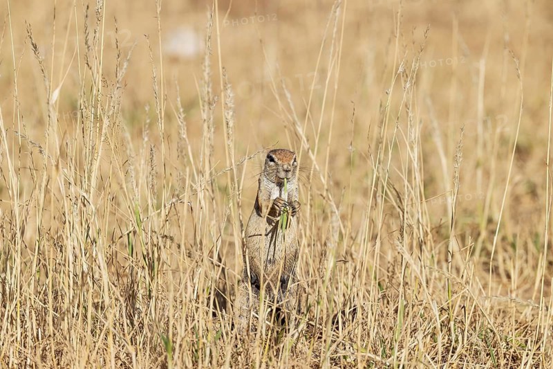 Cape Ground Squirrel (Xerus inauris). Female, feeding. Kalahari Desert, Kgalagadi Transfrontier Park, South Africa