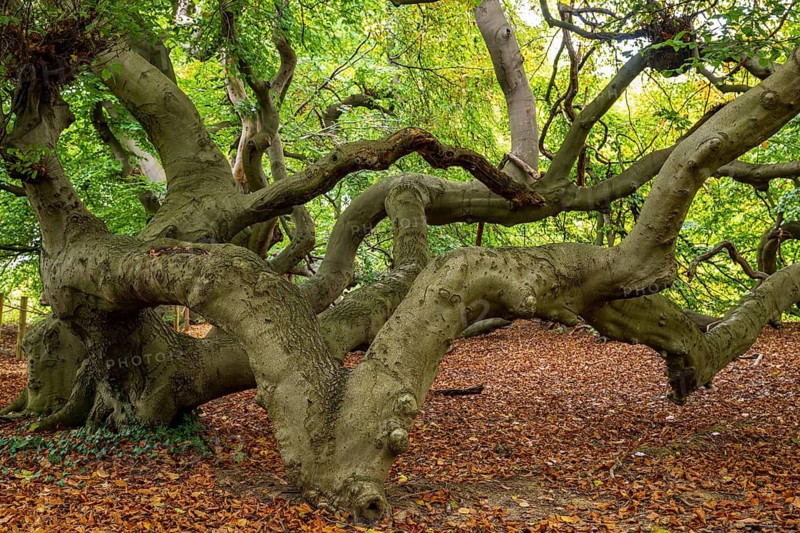 European beech (Fagus sylvatica), tree-lined avenue in Bad Nenndorf, Bad Nenndorf, Lower Saxony, Germany