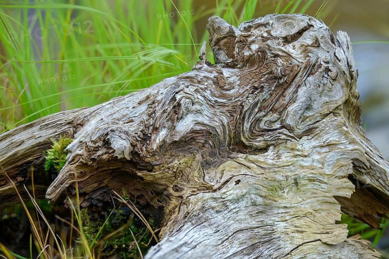 Deadwood, detail, habitat, dead wood, decay, decay