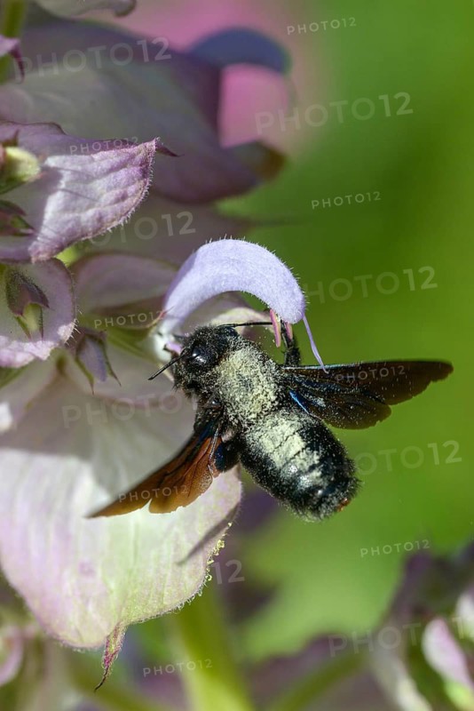 Apidae, bees, blue wood bee, large wood bee, hymenoptera, violet-winged wood bee, xylocopa violacea, high size, portrait format, insects, violet carpenter bee