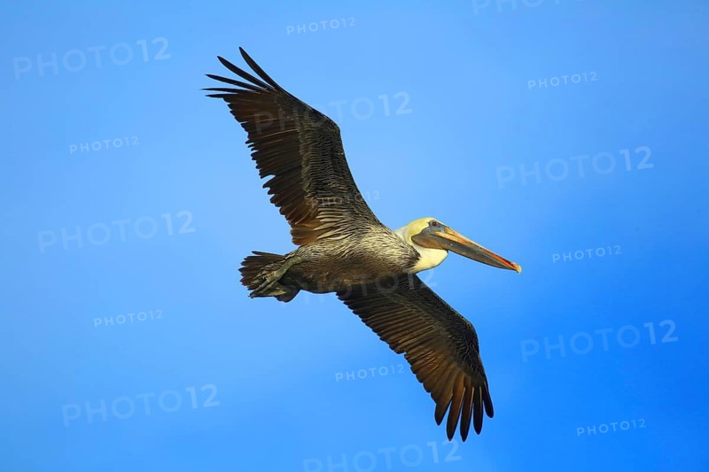 A pelican flies majestically across the blue sky with its wings outstretched: a American pelican (Pelecanus occidentalis) in flight, Florida, USA