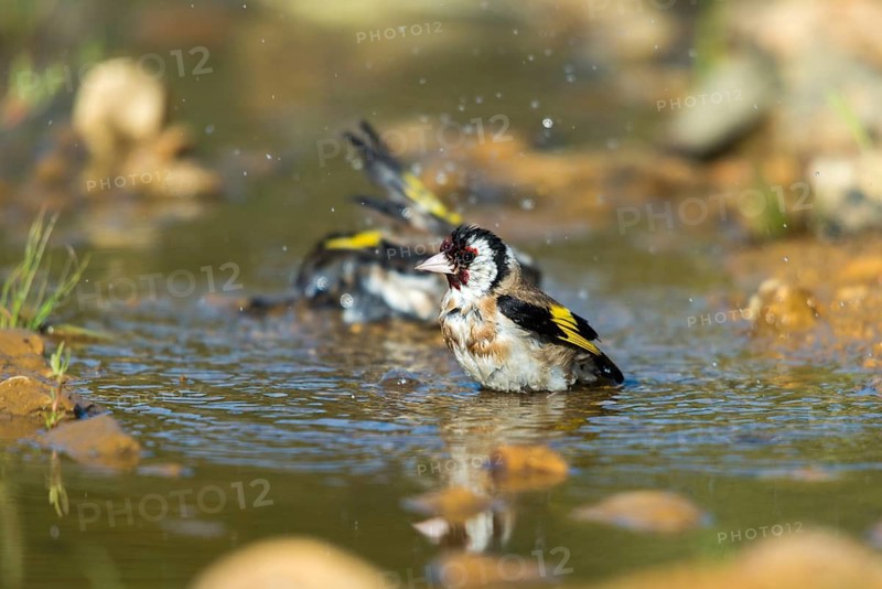 Carduelis carduelis, goldfinch, goldfinch, goldfinch, bath, bird bath, birds, passeri, songbirds, potion, birdbath, birds, watering place