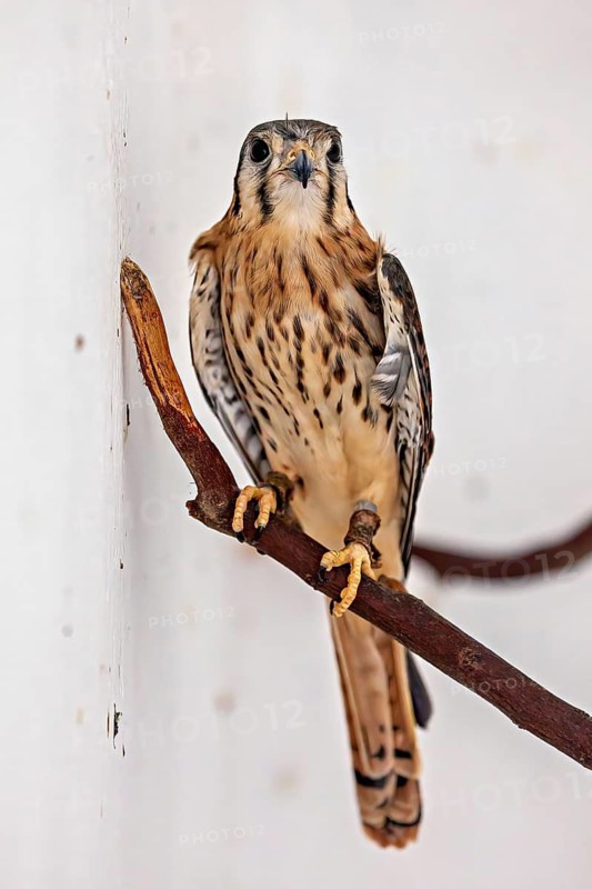 A falcon is perched on a branch, gazing intently straight ahead, it is an American Common Kestrel (Falco sparverius) in Petrolina, Brazil