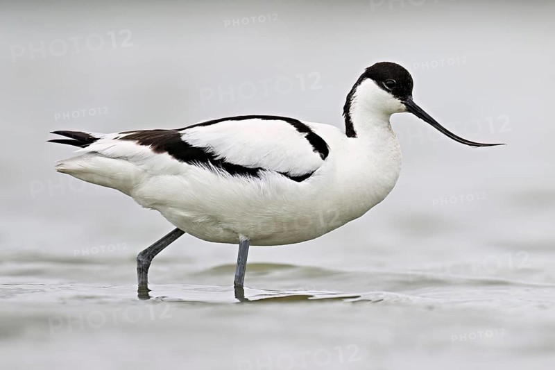 Avocet (Recurvirostra avosetta), standing in shallow water whilst foraging, Camargue Regional Nature Park, southern France