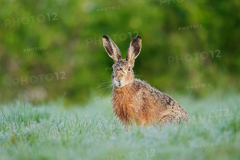 European hare (Lepus europaeus) sitting in a meadow, North Rhine-Westphalia, Germany
