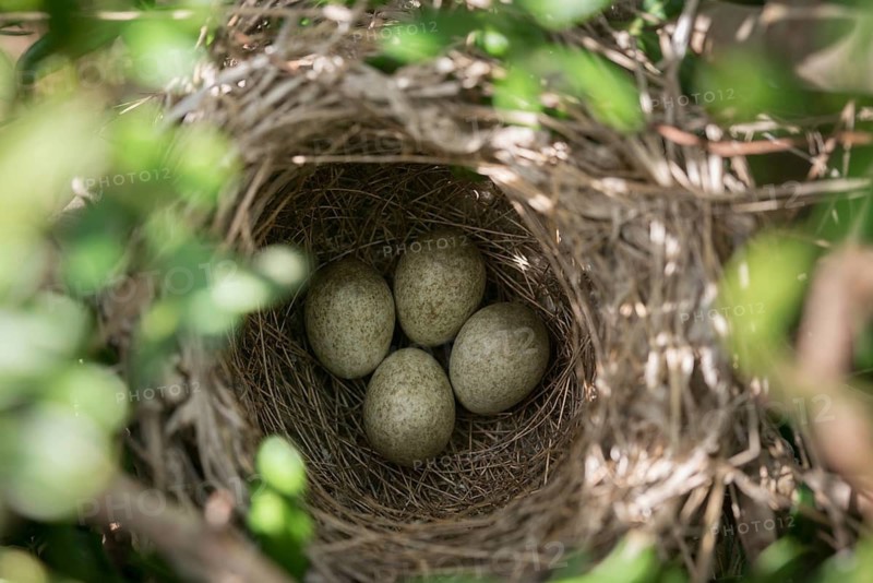 Granelli, Italy, Pantani Cuba and Longarini, velvet warbler, Sardinian warbler, Sylvia melanocephala, migratory bird sanctuary, Pantani Cuba & Longarini migratory bird sanctuary, birds, eggs, clutch, Italy, nest, passeri, songbirds, Sicily, songbirds, Foundation for biodiversity, birds