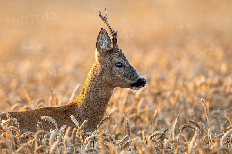 A roe deer (Capreolus capreolus) in a cereal field during the rutting season, Vechta, Lower Saxony, Germany
