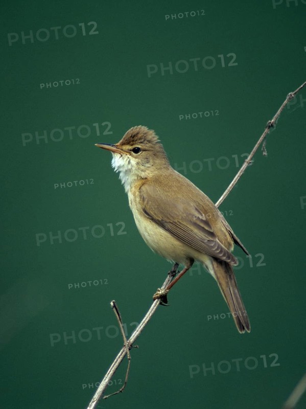 Acrocephalus palustris, marsh warbler, birds, song, high size, portrait, leo, male, male, passeri, singing, songbirds, birds, warbler