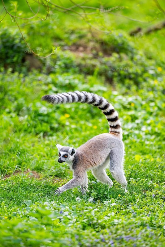 Ring-tailed lemur (Lemur catta) walking in the grass, captive, Germany