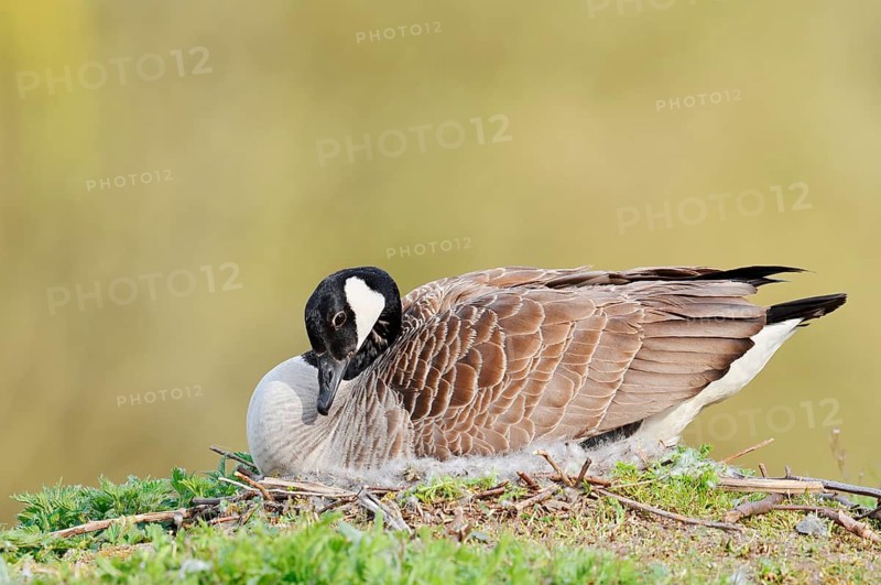Canada goose (Branta canadensis) sitting brooding on the nest, North Rhine-Westphalia, Germany