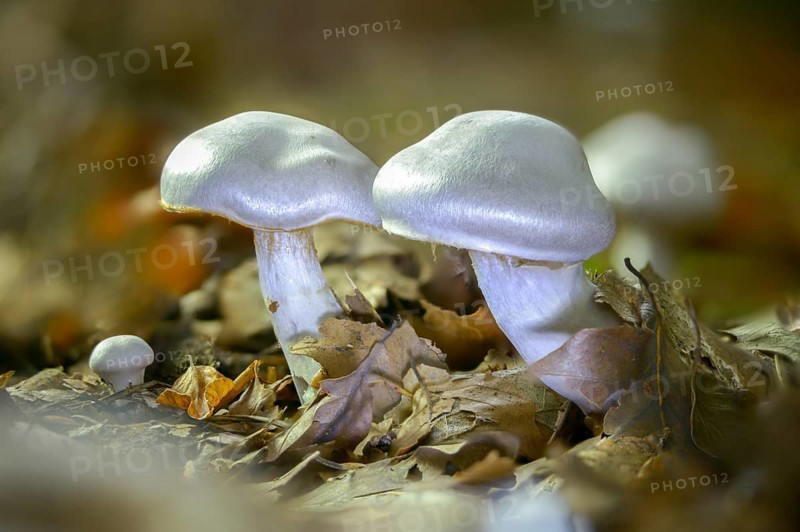 Agaricus albo-violaceus, agaricus alboviolaceu, cortinarius alboviolaceus, dickfuss, gomphos alboviolaceus, inoloma alboviolaceum, pearly webcap, white-violet dickfoot, fungi, fungi, mushrooms