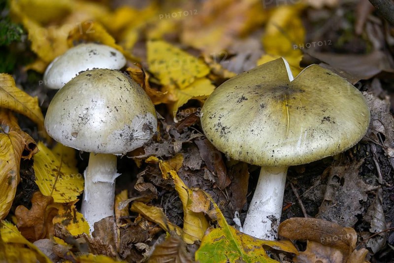 Amanita phalloides, amanita viridis, gout sponge, poisonous mushroom, poisonous greenling, green bulbous leaf mushroom, green killer, hemlock, hemlock champiignonamanita phalloides, death cap, fungi, fungus, mushrooms