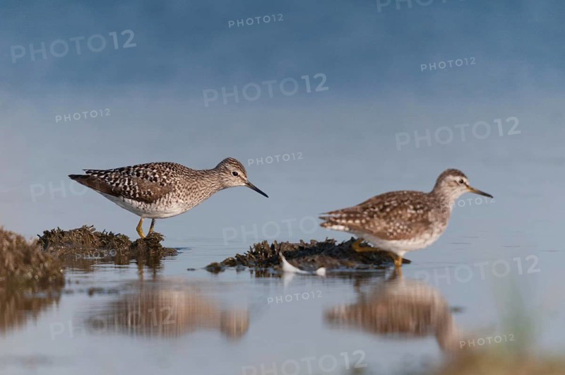 Bruchwasserlaeufer, tringa glareola, wood sandpiper, birds, charadriiformes, limikolen, mirror, snipe birds, scolopacidae, mirror image, birds, waders, waders