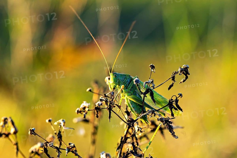 A grasshopper sits on dry plants in the sunlight: the Great green bush cricket near Herleshausen in Germany (Tettigonia viridissima)