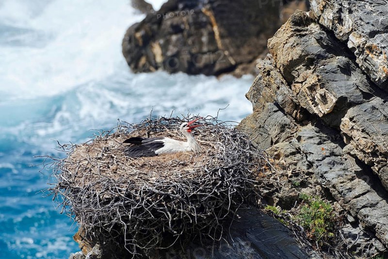 White stork (Ciconia ciconia) sitting brooding on a nest on the rocky coast, Parque Natural do Sudoeste Alentejano e Costa Vicentina, Alentejo, Portugal