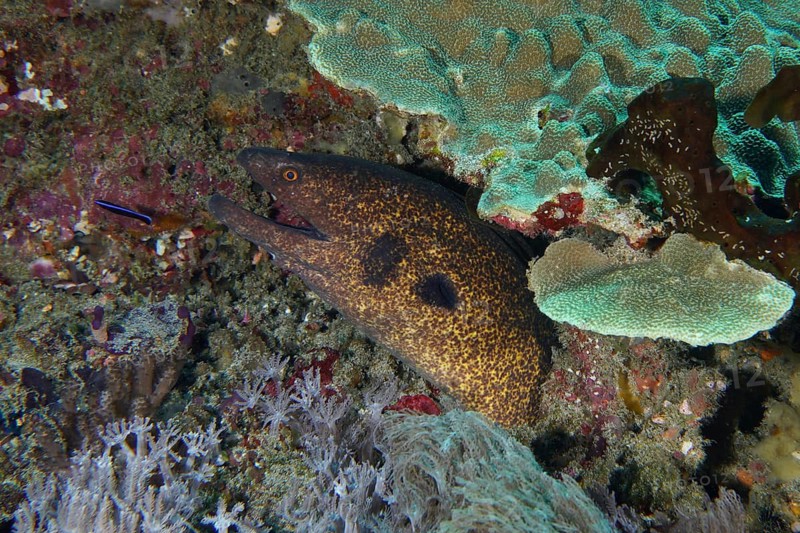 A sooty-headed moray eel (Gymnothorax flavimarginatus) hides amongst colourful corals in the sea, Toyapakeh dive site, Nusa Ceningan, Nusa Penida, Bali, Indonesia