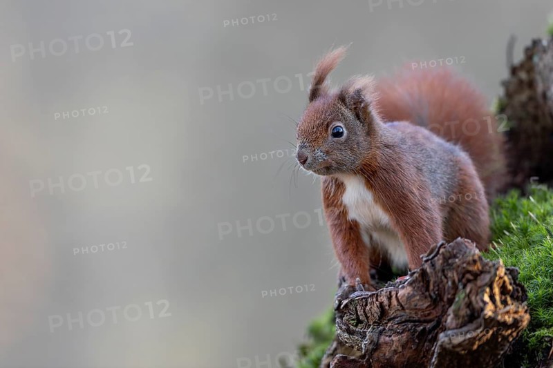 I call this squirrel (Sciurus vulgaris) Halbohr and it obviously has the say in this area, all other conspecifics are vehemently driven away, sweet, cute, January, Germany