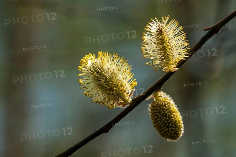 Flora, spring, plants, Salix spec., willow