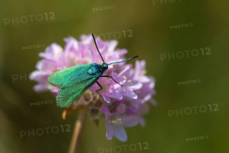 Adscita statices, green ram, green forester, green ram, butterfly, insects, moths, moths, moths, moths, butterfly