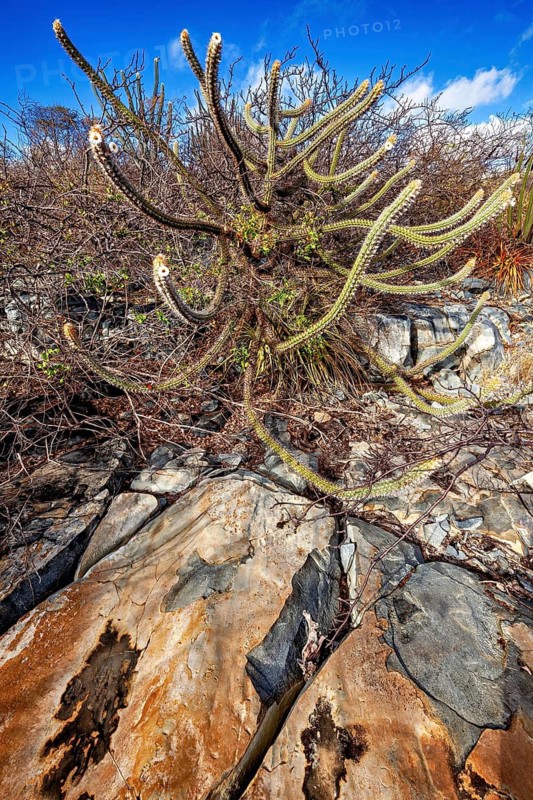 Tangled cactus grows on rocky ground under a clear blue sky, the thornshrub savanna in the Caatinga countryside in the federal states of Pernambuco and Bahia in Brazil