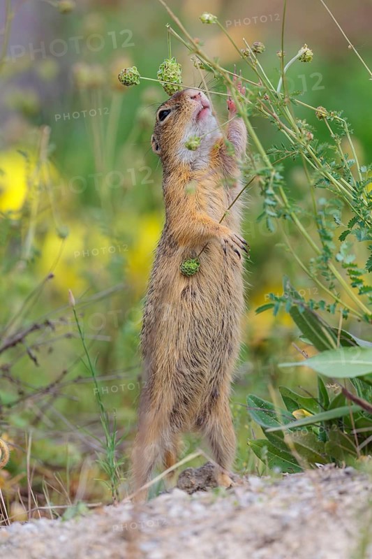A fully grown European ground squirrel (Spermophilus citellus) eats seats, leaves and flowers in a green meadow with tall vegetation on a sunny day. Austria