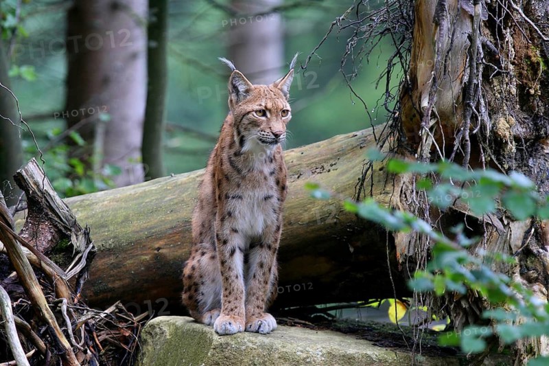 Carpathian lynx sits on a stone