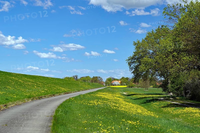 A winding path on the dike through a green meadow with yellow flowers under a blue sky with clouds, spring, Neu-Bleckede, cycle tourism, bicycle travel, Mecklenburg-Western Pomerania, Germany