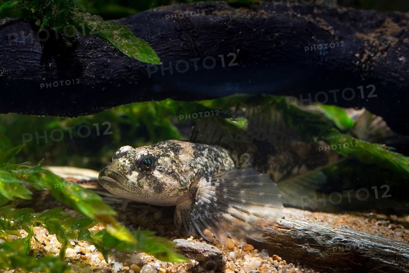 Bullhead, Cottus Gobio, European Bullhead, Millers Thumb, Mühlkoppe, Westgroppe, Common Bullhead, Fish, Fishes, Rivers, Freshwater Sculpin, Pisces