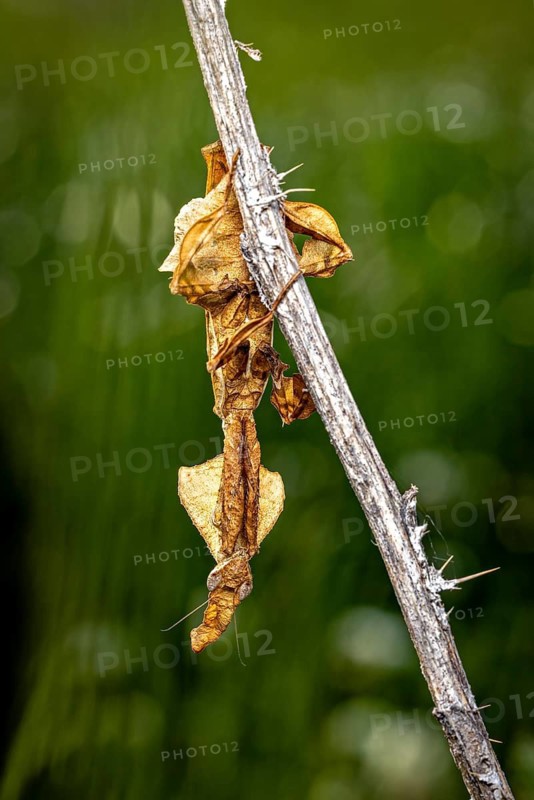 A withered leaf on a branch, a blurred green background in the countryside, a ghost mantis in a meadow near Windhoek in Namibia (Phyllocrania paradoxa)