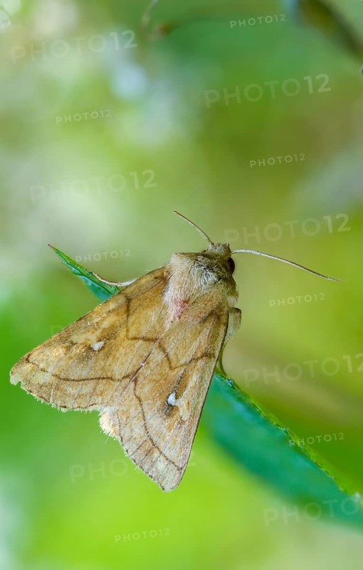 Bush turf white spotted owl, owl moth, yellow-brown reed grass owl, mythimna conigera, noctuidae, white spotted owl, brown-line bright-eye, butterfly, high size, portrait format, insects, moths, moths, moths, butterfly
