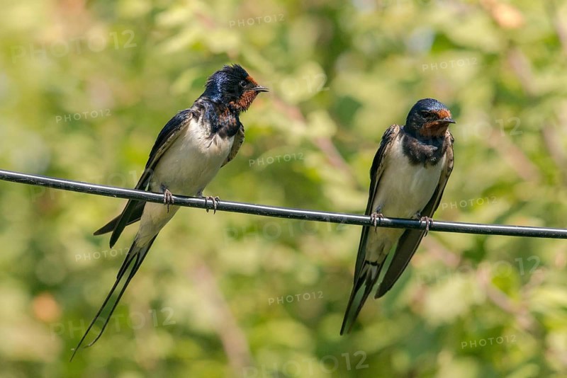 Hirundo rustica, house martin, swallow, birds, passeri, swallows, songbirds, songbirds, birds