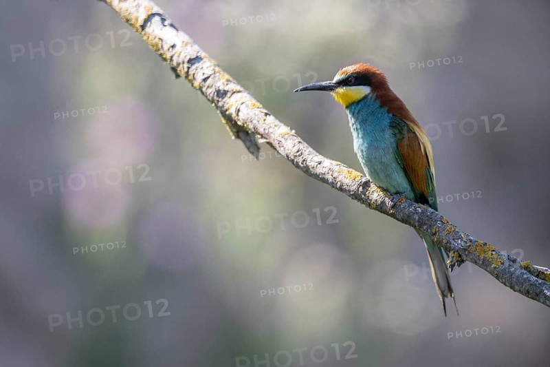 Bee-eater (Merops apiaster), Rhineland-Palatinate, Germany