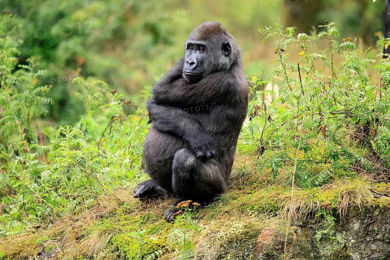 Western gorilla (Gorilla gorilla), juvenile, one year old, sitting on the ground, alert
