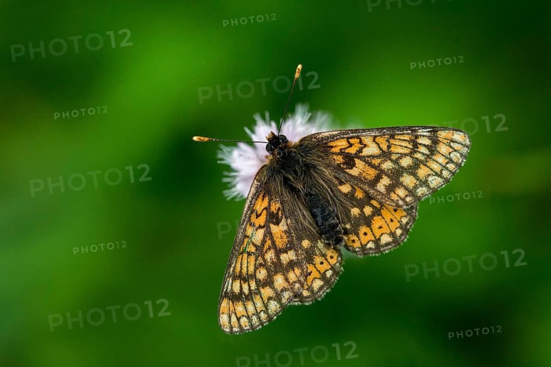 Bite check moth, bite tick moth, euphydryas aurinia, eurodryas aurinia, golden tick moth, green ribbon, marsh fritillary, melitaea aurinia, scabiotic tick moth, butterfly, insects, butterfly, butterflies, butterflies