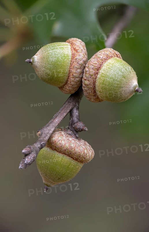 American tip oak, beech family, fagaceae, quercus rubra, red oak, tree, trees, flora, high size, vertical format, northern red oak, plants, tree