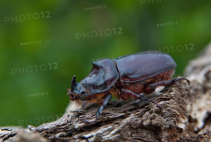 European rhinoceros beetle, rhinoceros beetle, oryctes nasicornis, rhinoceros beetle, beetle, coleoptera, insects, beetles, males, males