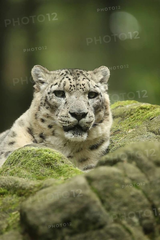 A snow leopard gazes calmly and intently from amongst the moss and rocks, snow leopard (Uncia uncia) lying on rocks, in captivity, Baden-Württemberg, Germany