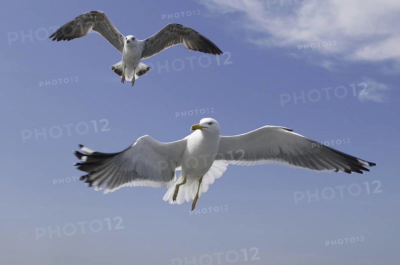 Lesser Black-backed Gull (Larus fuscus) flying, Texel, Netherlands