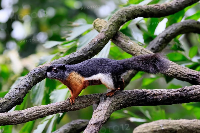 Finlayson's squirrel (Callosciurus finlaysonii), adult, on tree, foraging, Singapore, Southeast Asia