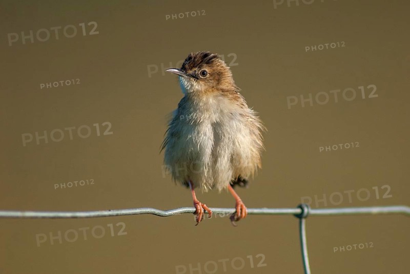 Cist-singers, cisticola juncidis, fan-tailed warblers, zitting cisticola, birds, extremadura, passeri, songbirds, Spain, birds